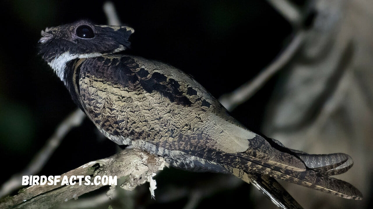 How to Spot a Great Eared Nightjar - A Comprehensive Guide