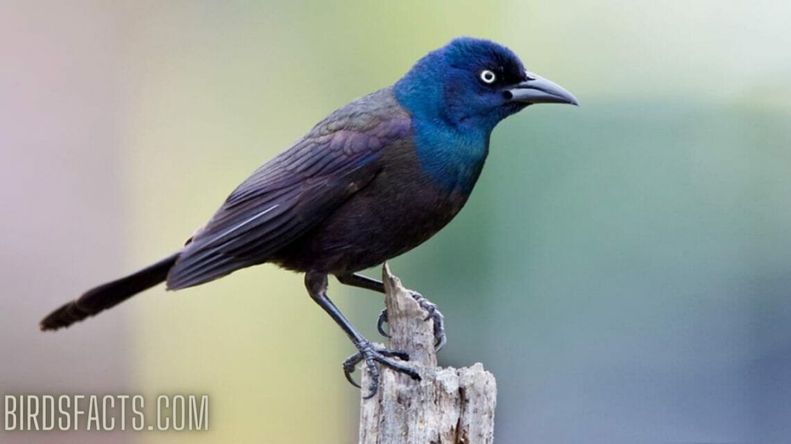 Black Bird With blue Head Behold The Spectacular