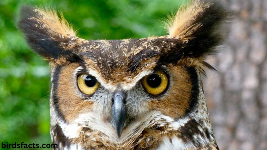 Discover What Is a Group of Owls Called!