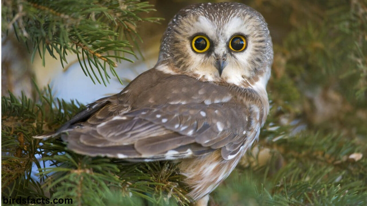 Owls' Interesting Behaviors