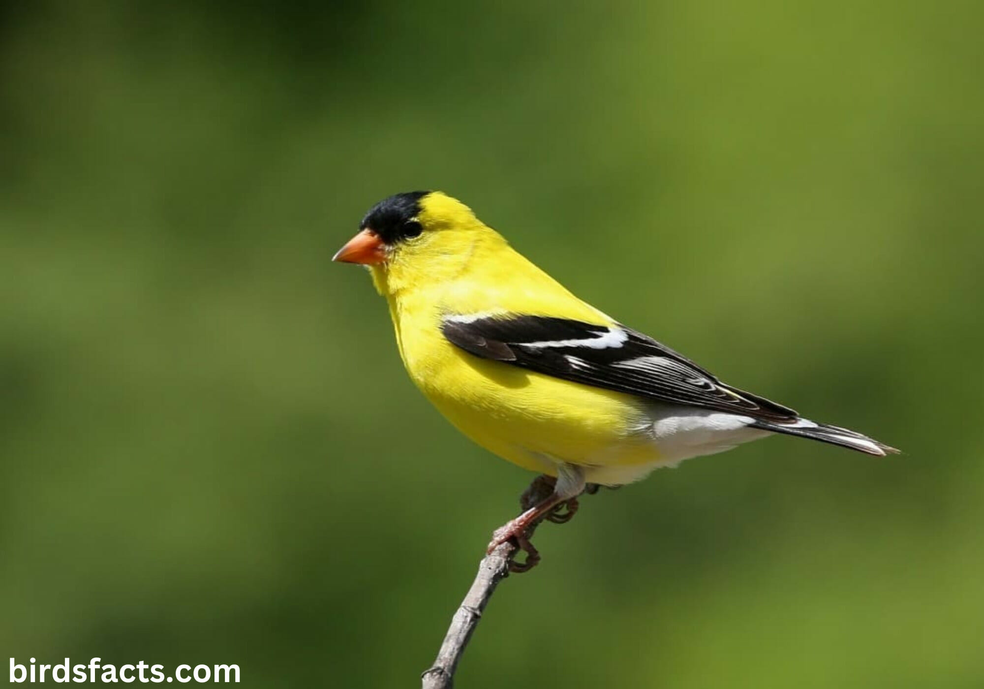yellow bird with black on wings