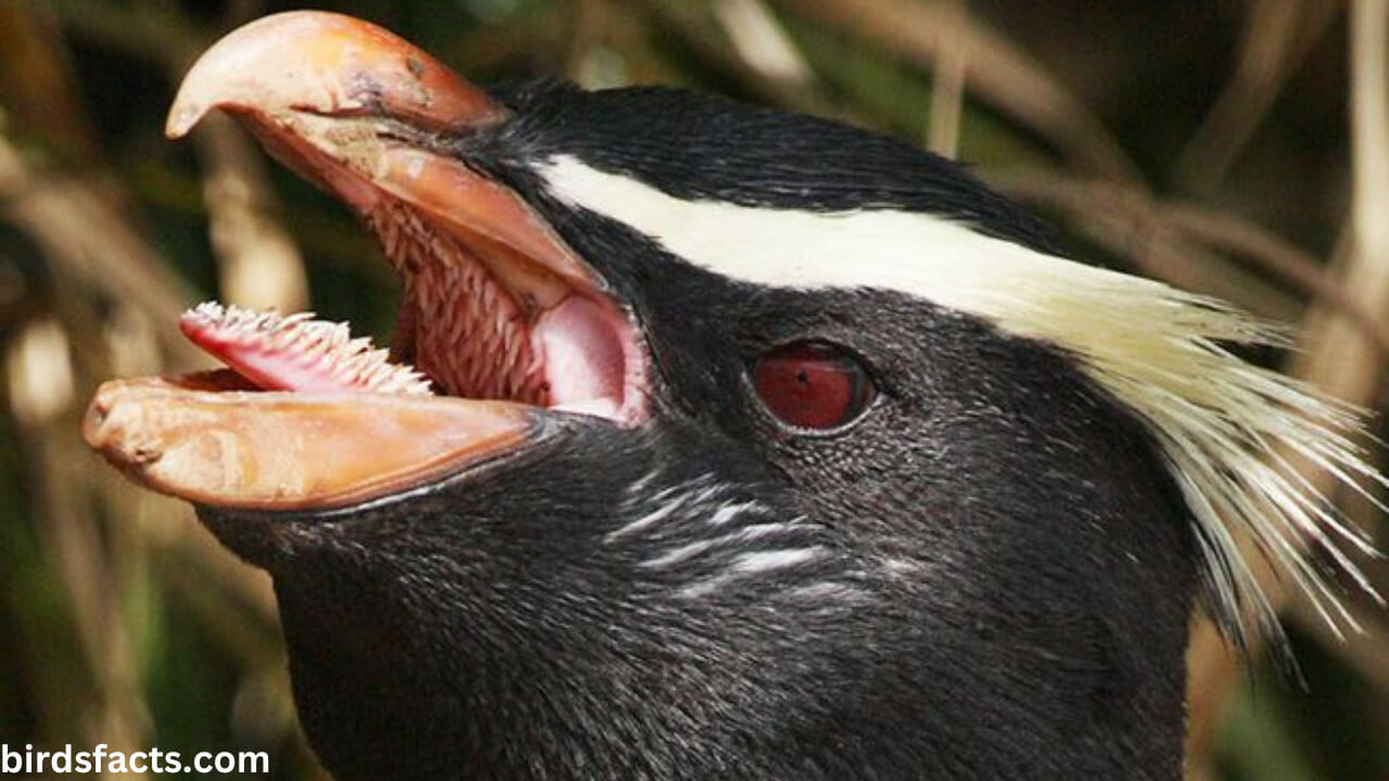 What is the mouth of a penguin look like?