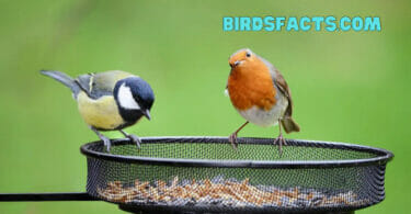 The Benefits of Feeding Birds with Quality Eat Bird Food