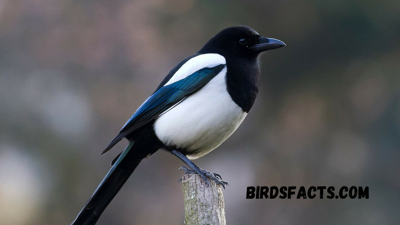 what is a group of magpies called