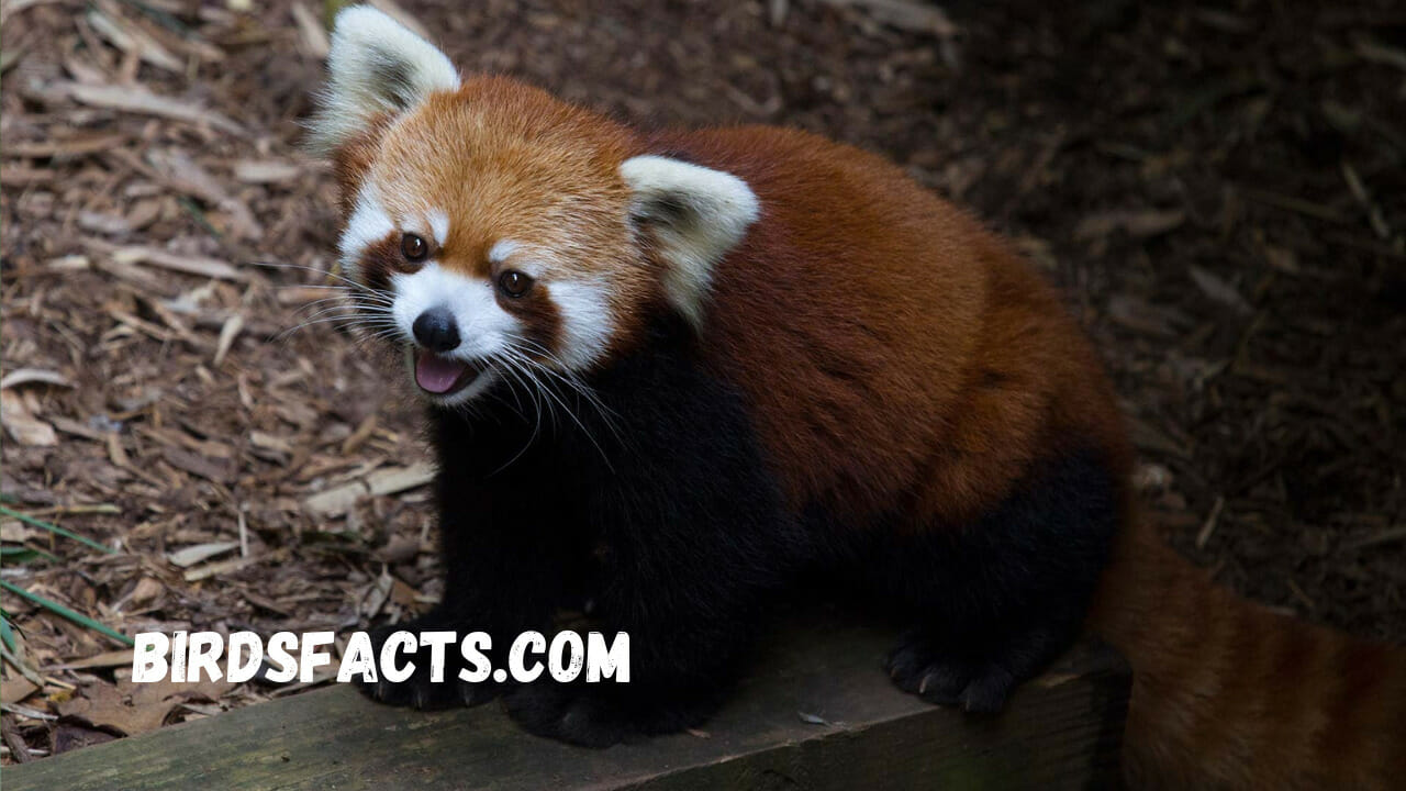 Zoos With Red Pandas Near Me