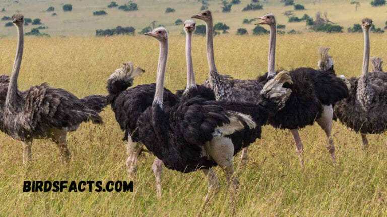 A Comprehensive Guide To Ostrich Habitats