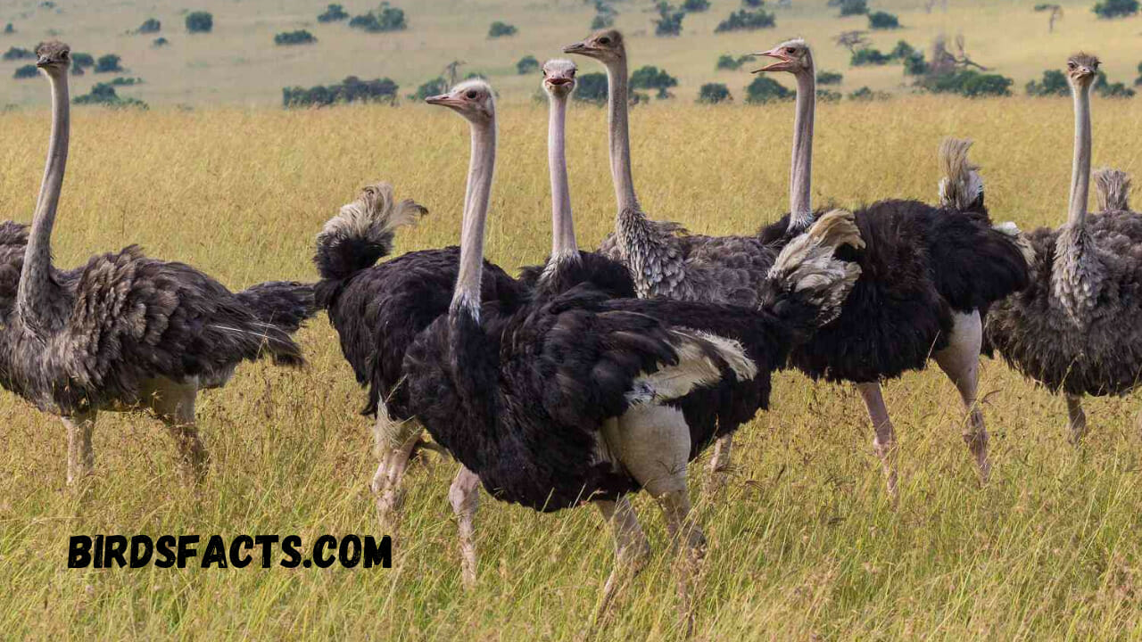 habitats of ostrich