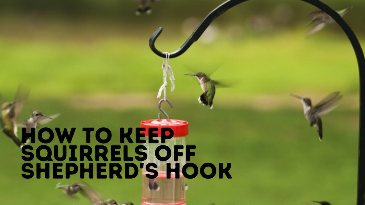 How to Keep Squirrels Off Shepherd's Hook