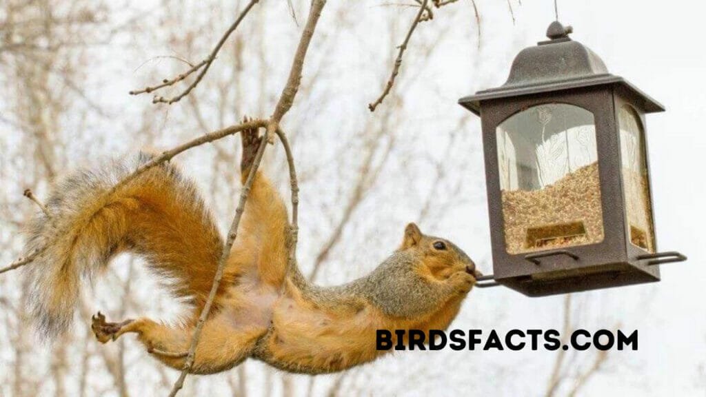 How to Keep Squirrels Off Shepherd's Hook