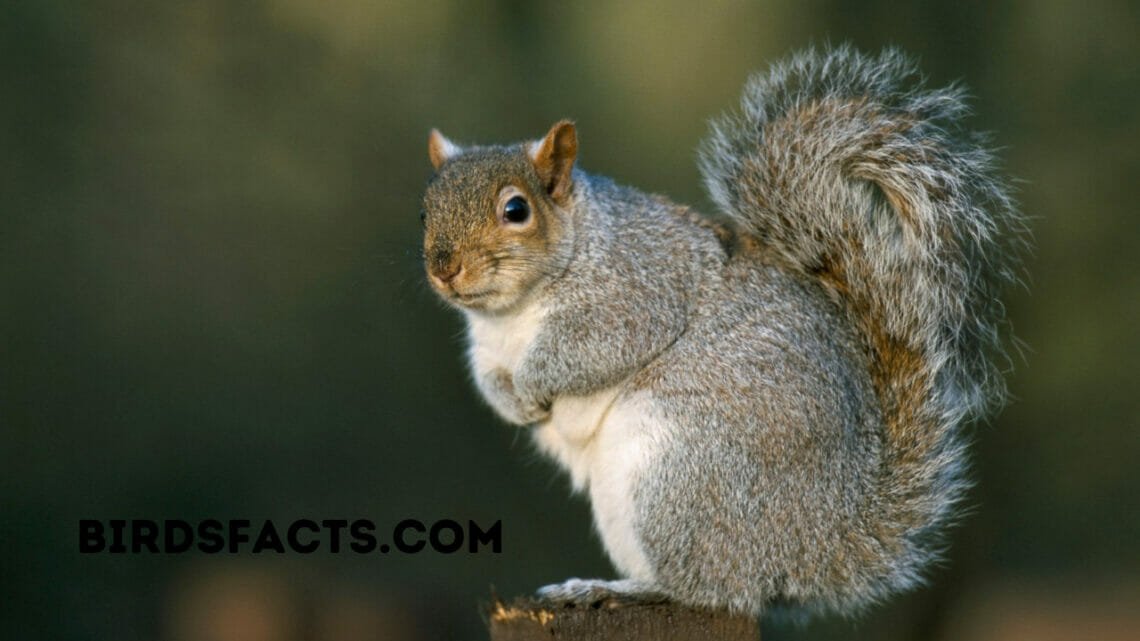 How to Keep Squirrels Off Shepherd's Hook