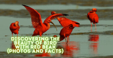 Bird with Red Beak