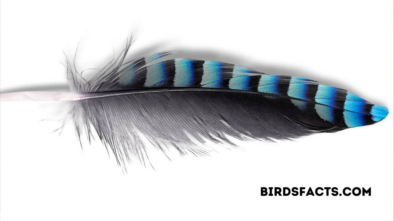 Blue Jay Feather Symbolism