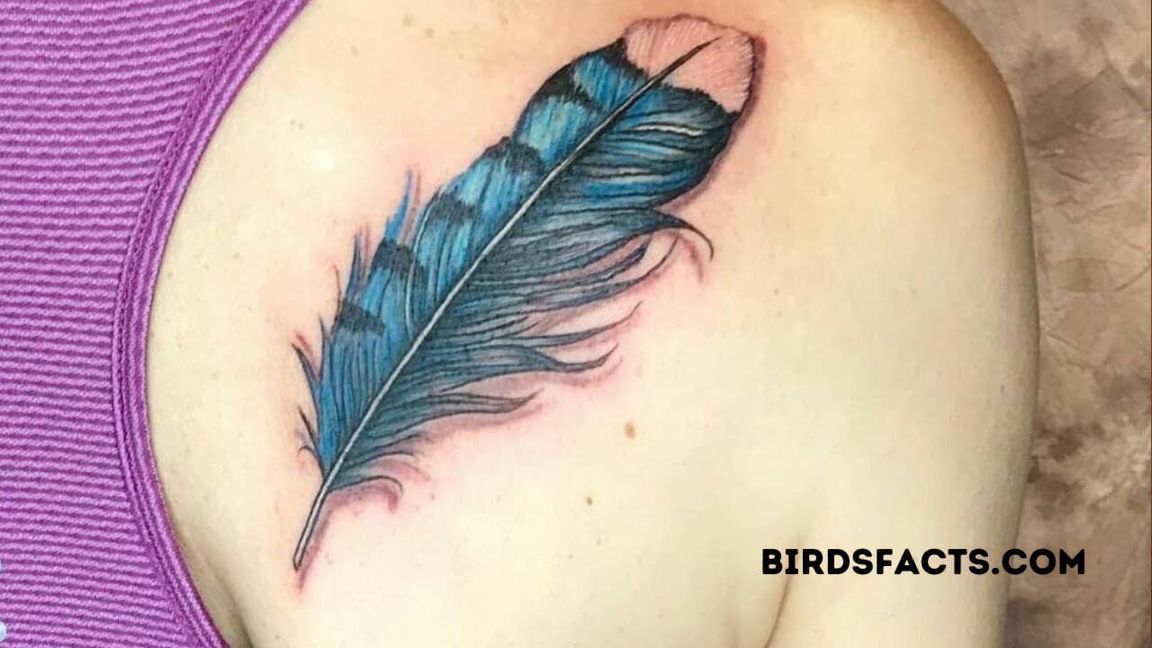 Blue Jay Feather Tattoo Meaning