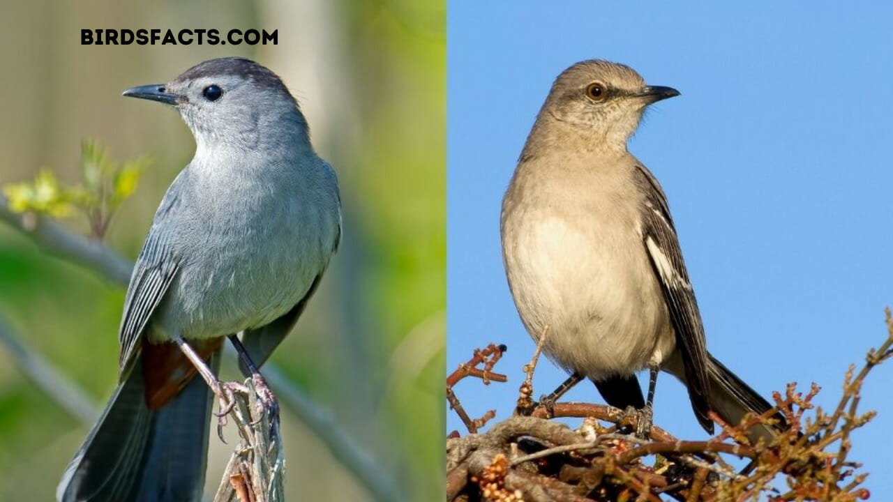 mockingbird vs catbird