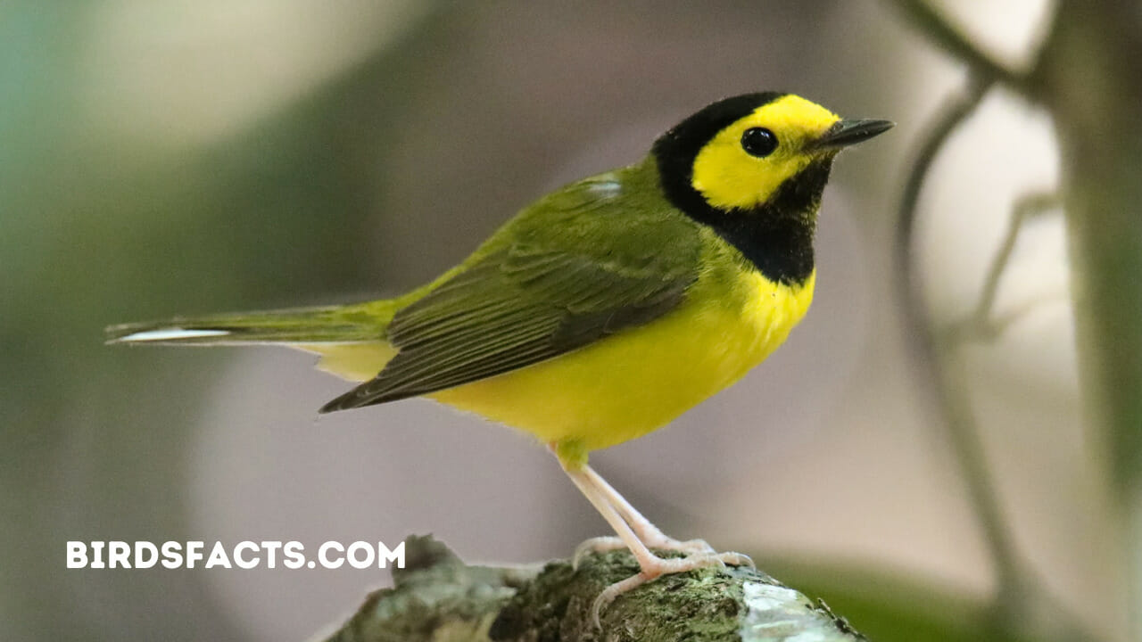 hooded warbler call
