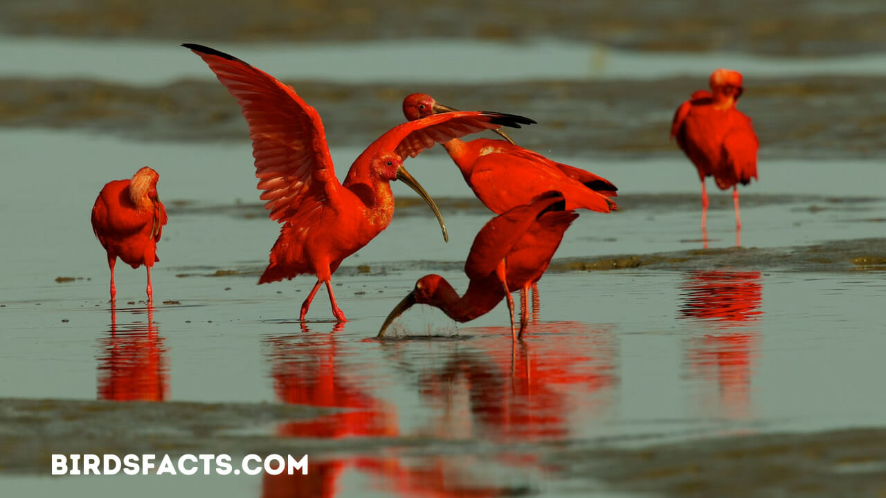 red beaked birds in florida