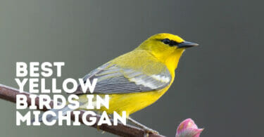 Yellow Birds In Michigan