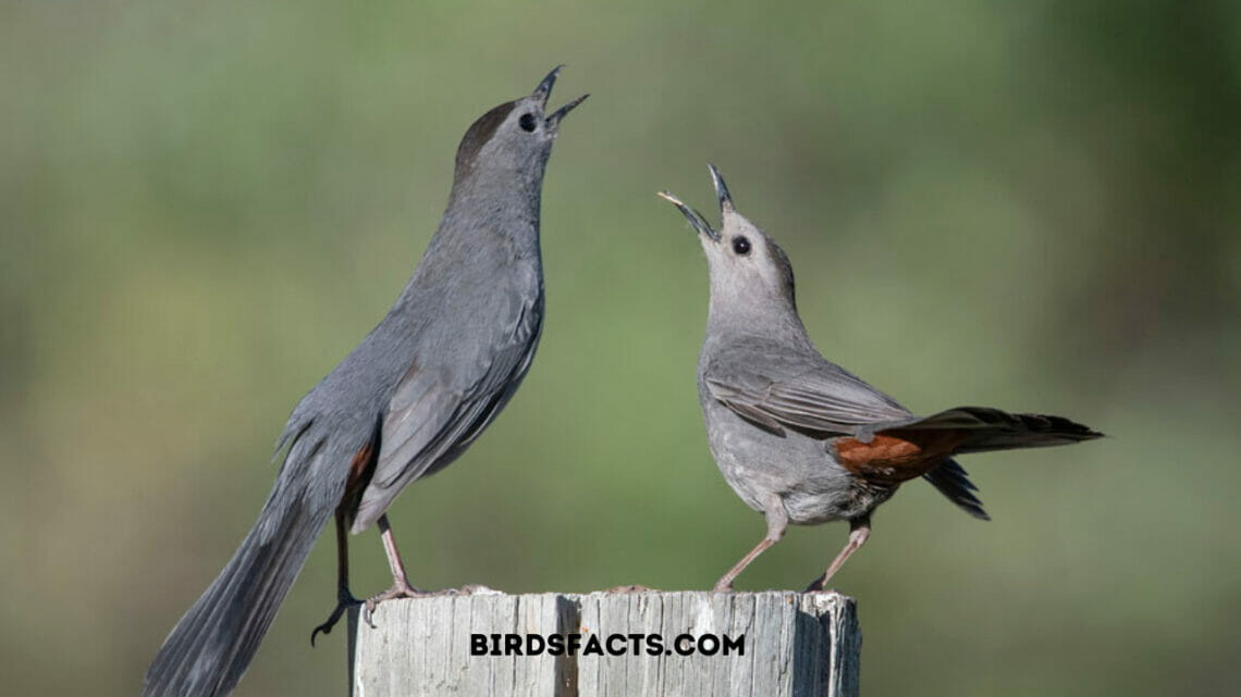 Uncovering the Distinctions Catbird vs Mockingbird