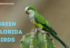 Green Florida Birds