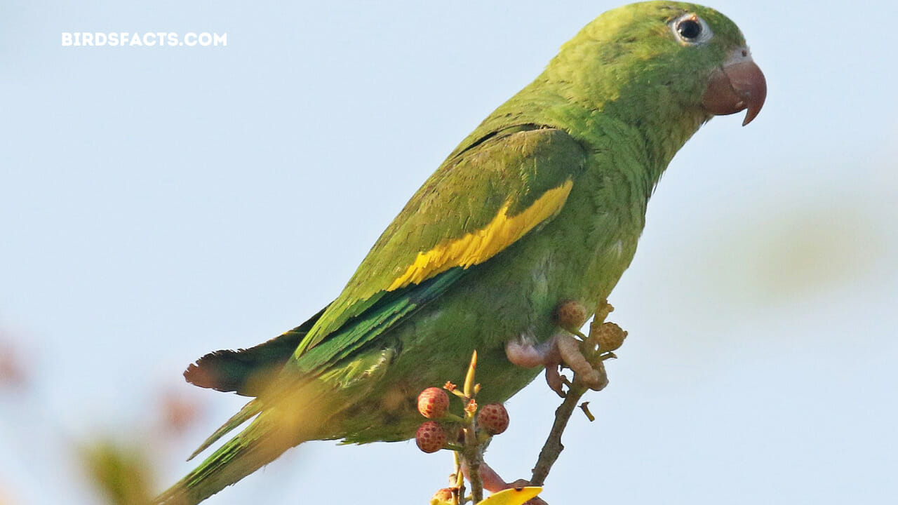 wild green parrots florida