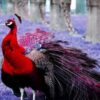 Are Red Peacocks Real? There Are 20 Color Varieties!