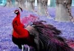 Are Red Peacocks Real There Are 20 Color Varieties!