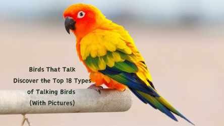 Birds That Talk