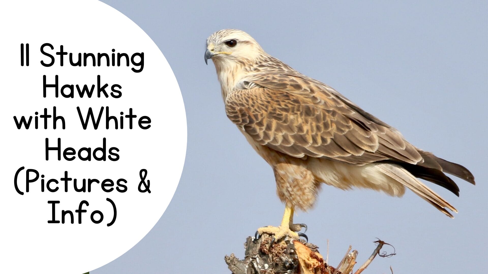 11 Stunning Hawks with White Heads (Pictures & Info)