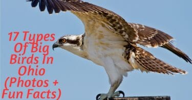 17 Types Of Big Birds In Ohio (Photos + Fun Facts)