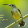 25 Most Beautiful Types of Florida Birds with Long Beaks (ID Guide with Pictures)