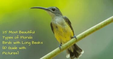 Florida Birds with Long Beaks