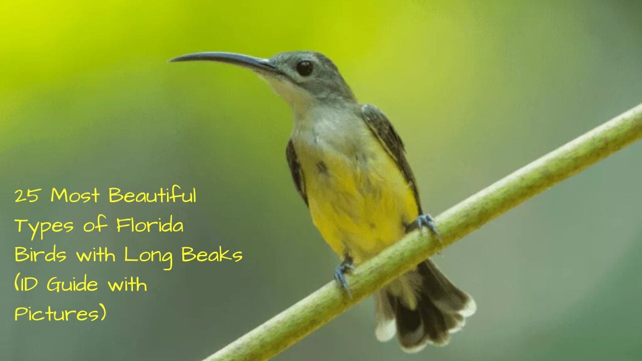 25 Most Beautiful Types of Florida Birds with Long Beaks (ID Guide with Pictures)
