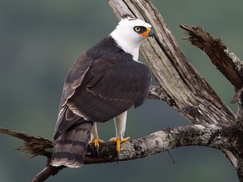 Black and white hawk-eagle