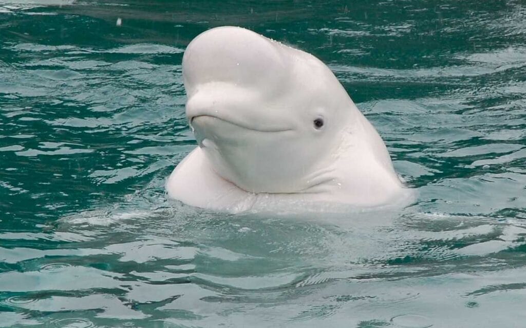 Beluga Whales 