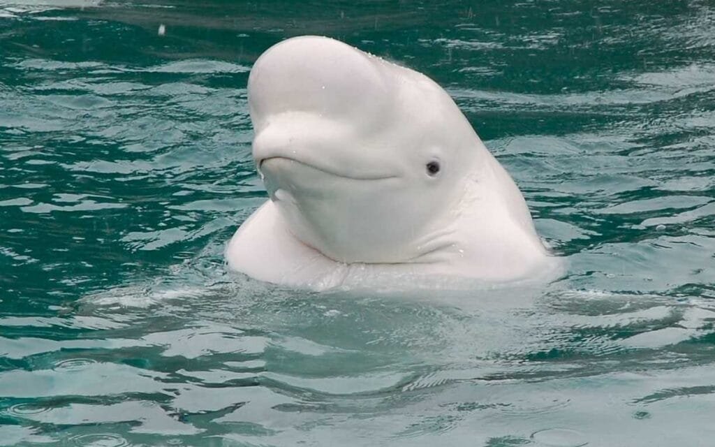 Exploring 12 Fascinating Animals With Large Foreheads with Pictures 