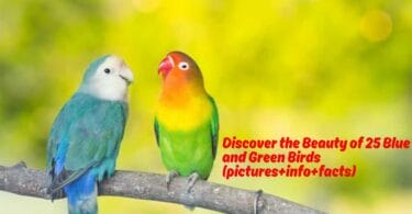 Discover the Beauty of 25 Blue and Green Birds (pictures+info+facts)
