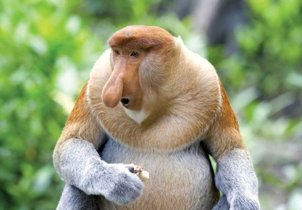 Exploring 12 Fascinating Animals With Large Foreheads with Pictures 