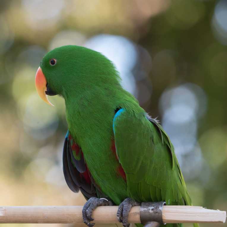 Eclectus Parrot